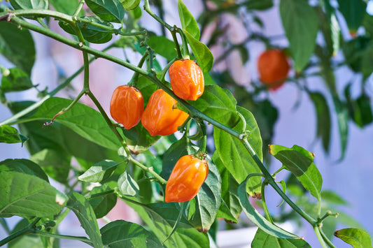 Habanero Pepper