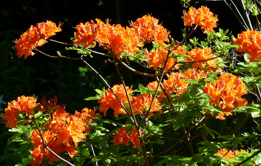 Mandarin Lights Azaleas Bud ‘N Bloom