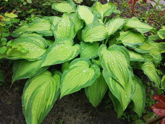 On Stage Hosta