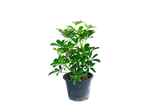 Schefflera Arboricola