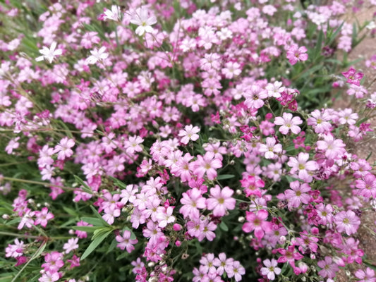 Gypsophila Pacifica