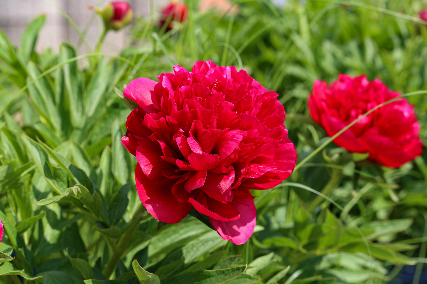 Belgravia Peony