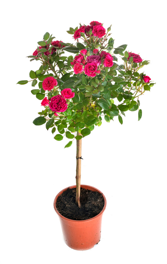 Rosa Standard