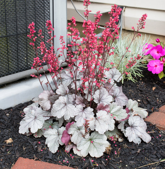 Heuchera 'Silver Gumdrop'