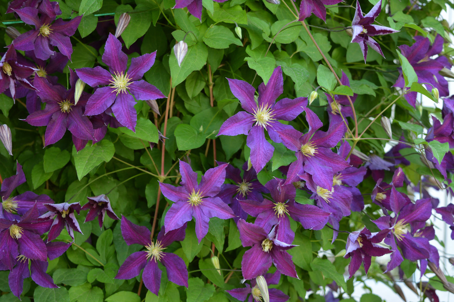 Clematis