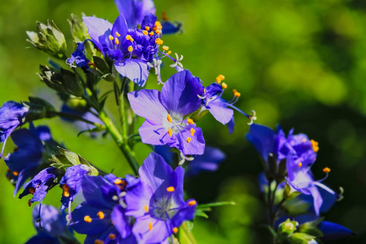 Jacob's Ladder 'Blue'