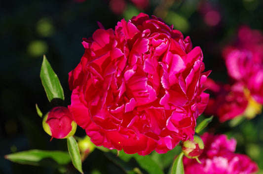 Karl Rosenfeld Peony