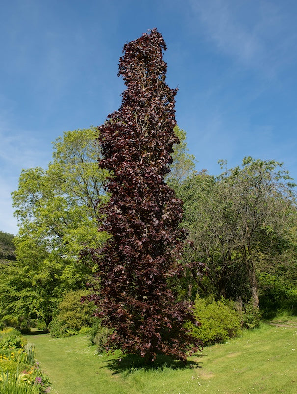 Red Obelisk Beech