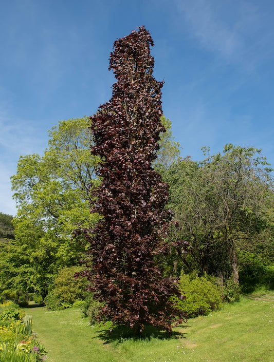 Red Obelisk Beech