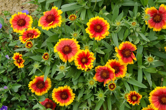 Goblin Blanket Flower