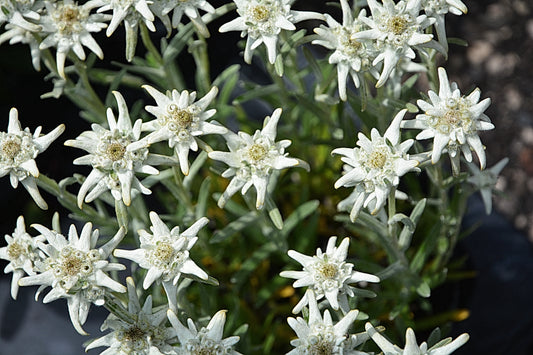 Edelweiss