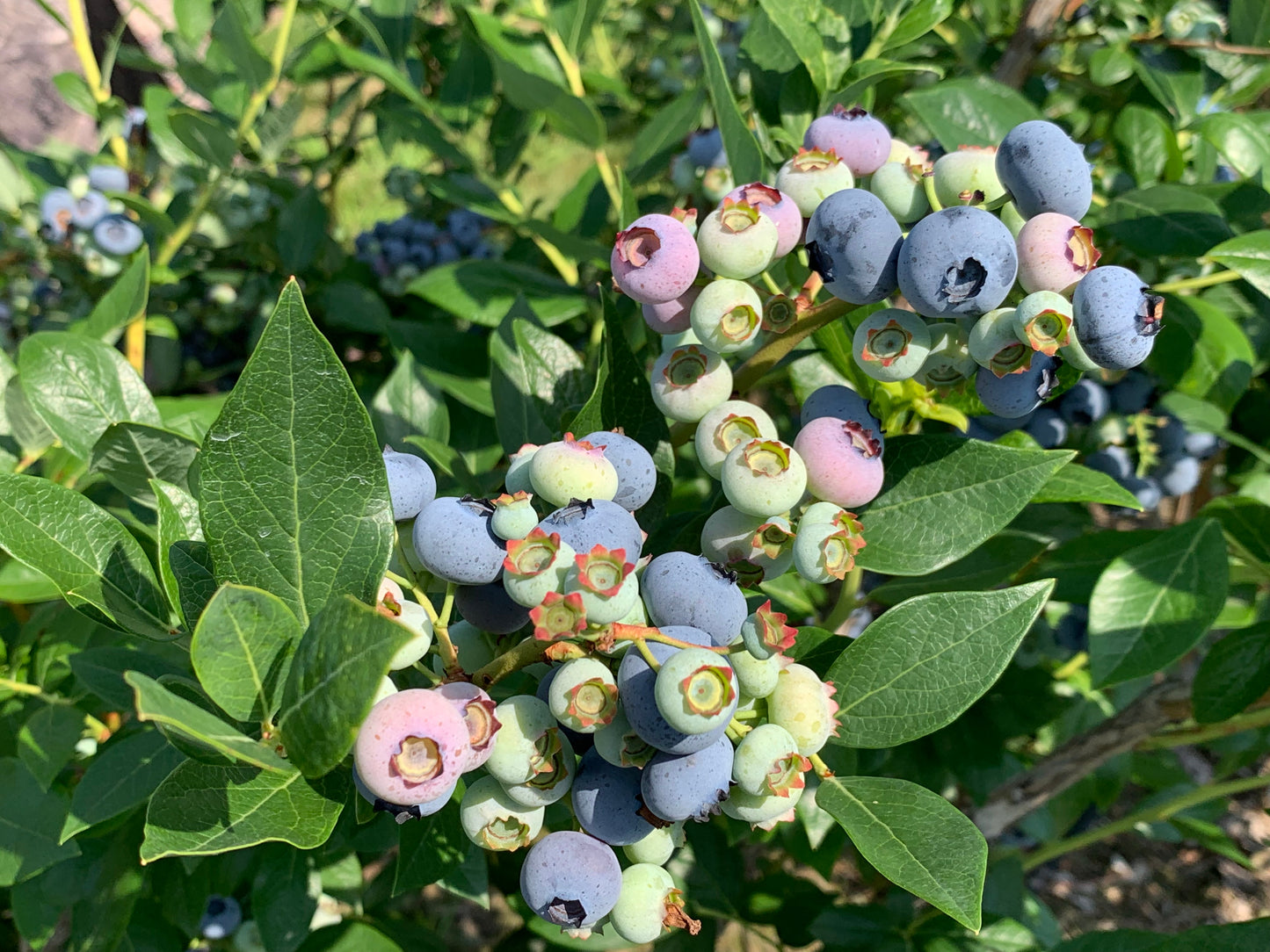 Vaccinium Sky Dew Gold