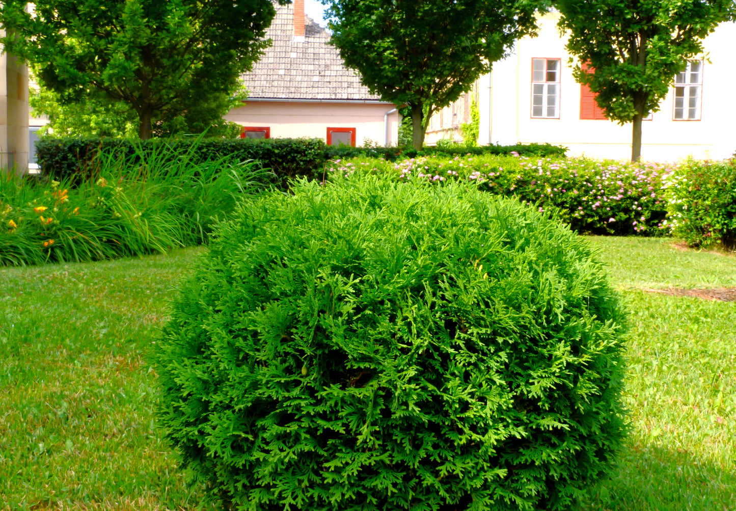 Hetz Midget Cedar