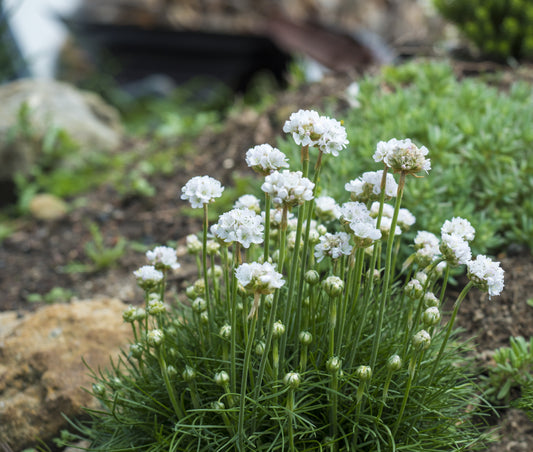 Common Thrift 'Alba'