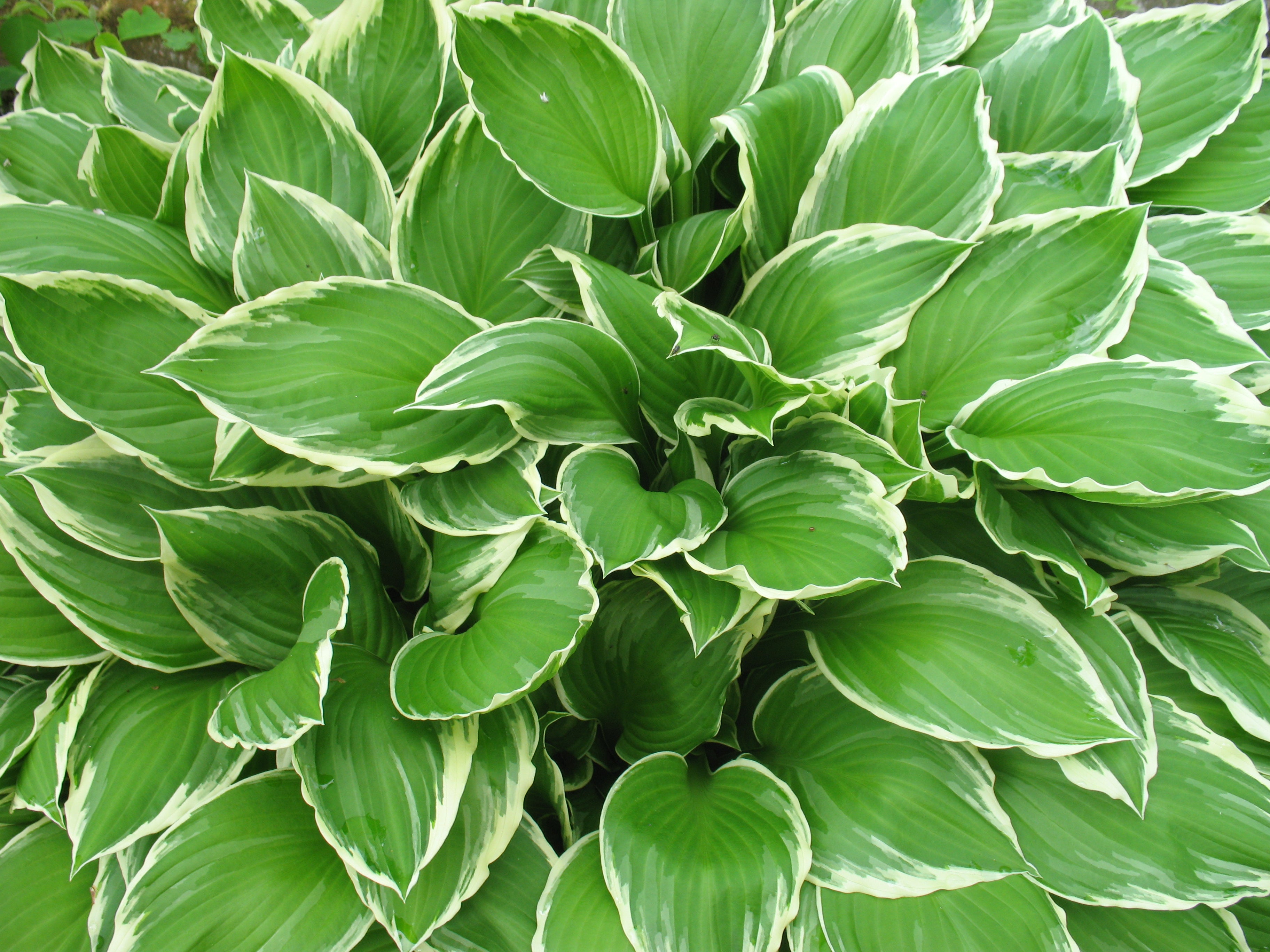 Spring Fling Hosta – HC Gardens