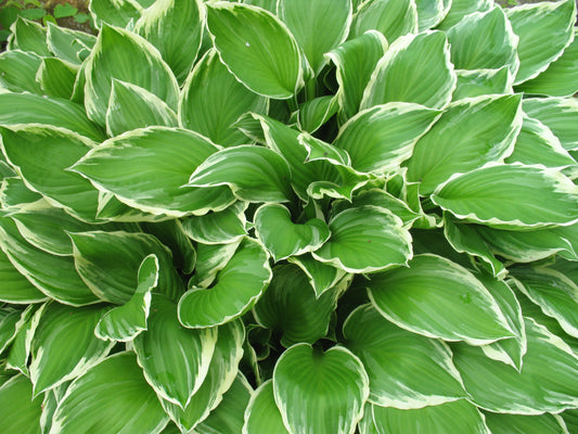 Spring Fling Hosta