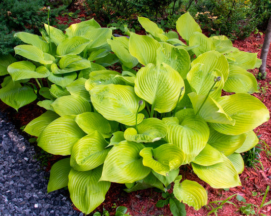 Sum and Substance Hosta