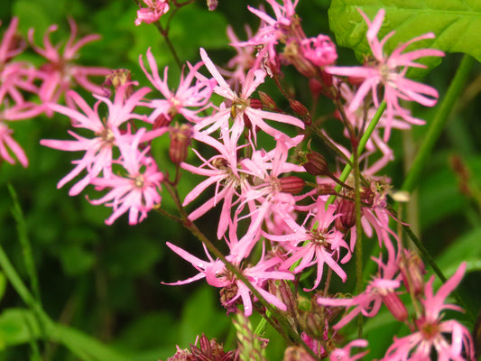 Peggy Catchfly