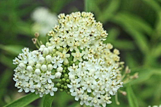 Ice Ballet Butterfly Weed