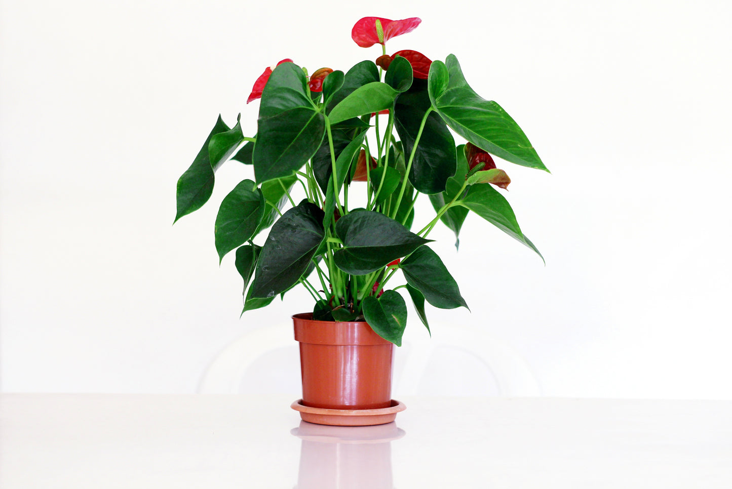 Anthurium