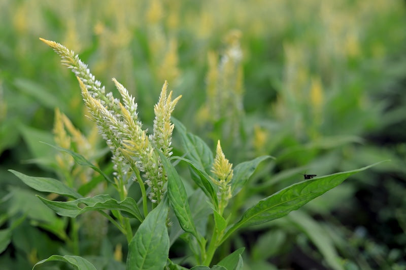 Sunday Green Celosia