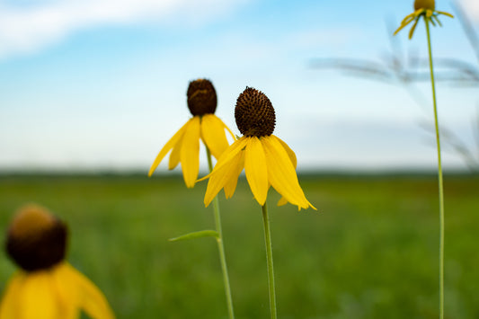 Ontario Natives - Prairie Coneflower