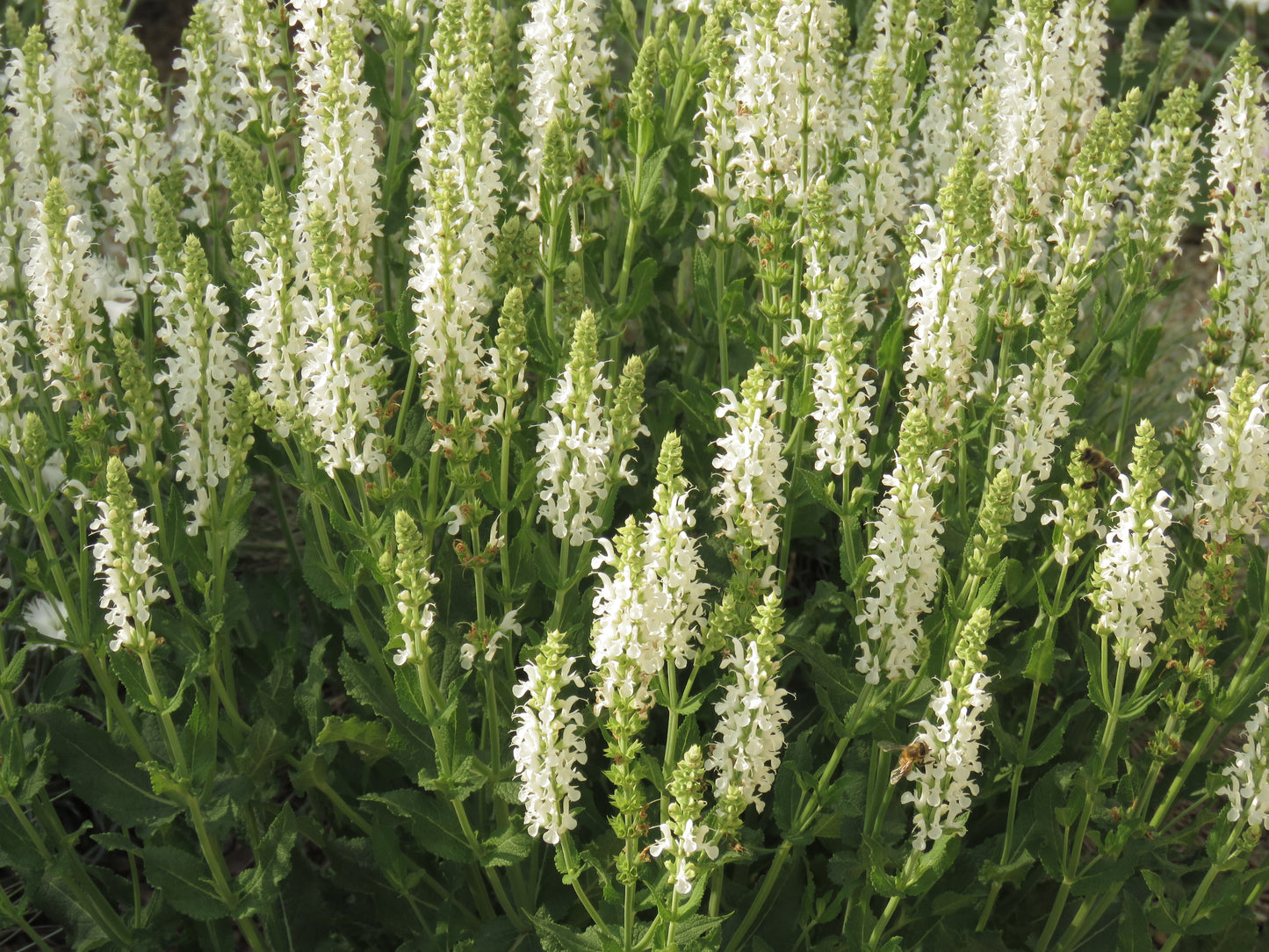 White Compact Salvia
