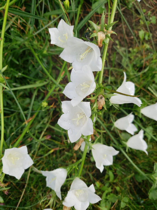 Balloon Flower
