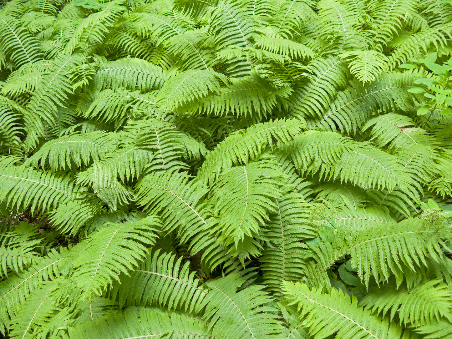 Wood Fern