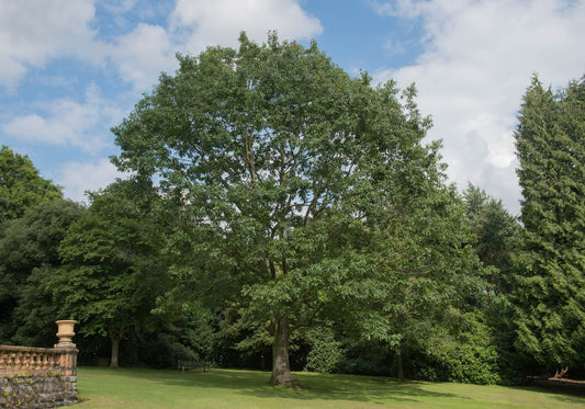 Red Oak