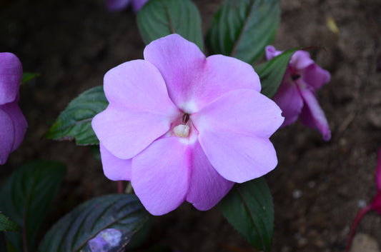 Lavender Impatiens