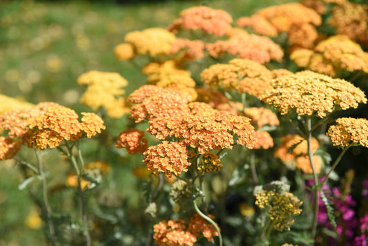 Terra Cotta Yarrow