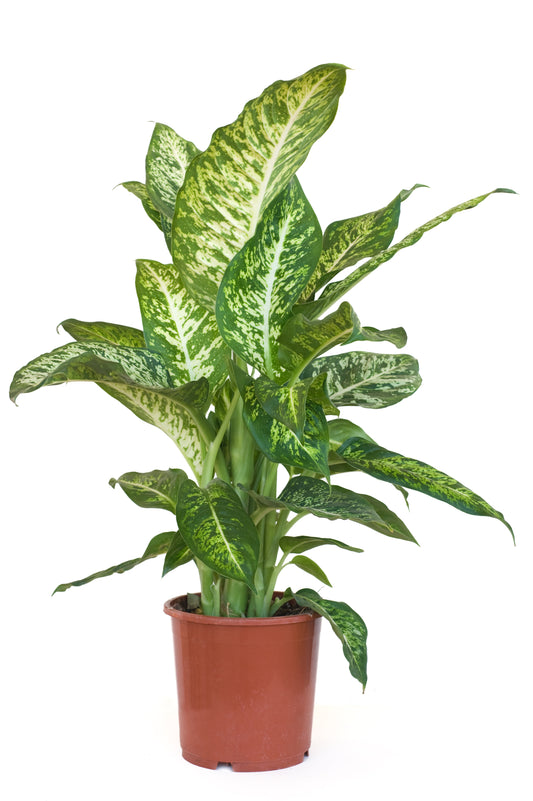 Dieffenbachia