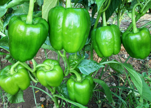 California Wonder Sweet Pepper