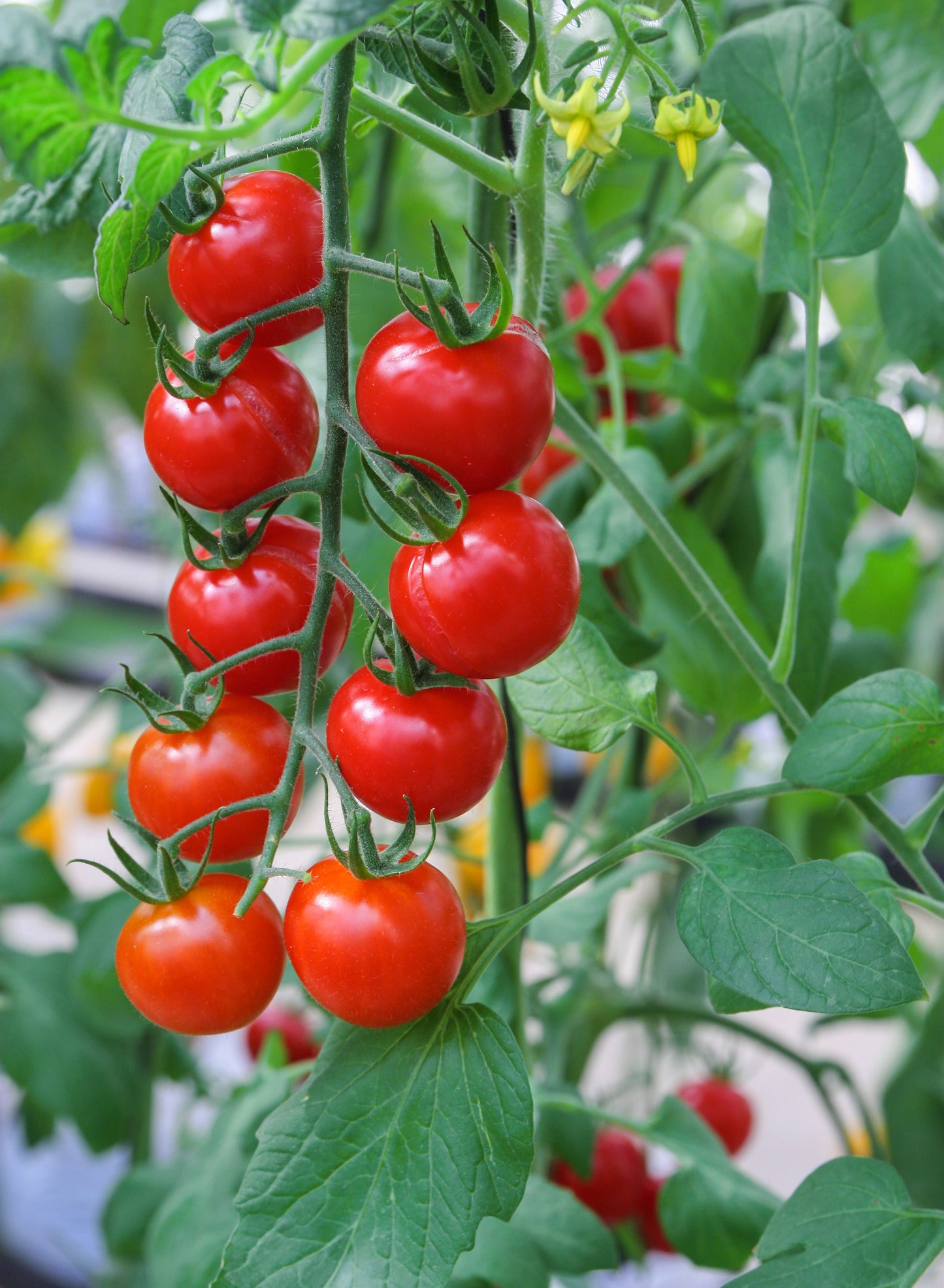 Red Cherry Tomato Planter