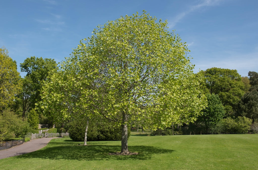 Canadian Beauties - Tulip Tree