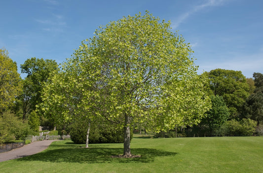 Canadian Beauties - Tulip Tree