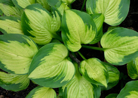 Bright Lights Hosta