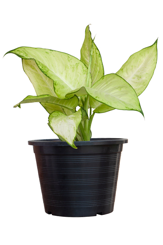 Dieffenbachia Tropic Marianne