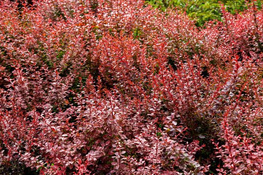 Berberis 'Rose Glow'