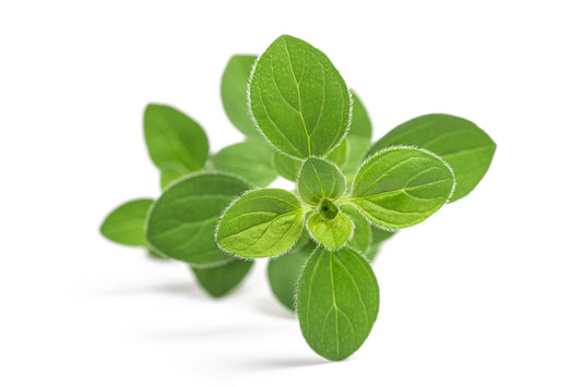 Italian Oregano