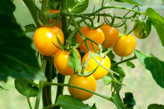 Lemon Boy Tomato