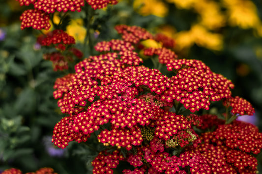 Strawberry Seduction Yarrow