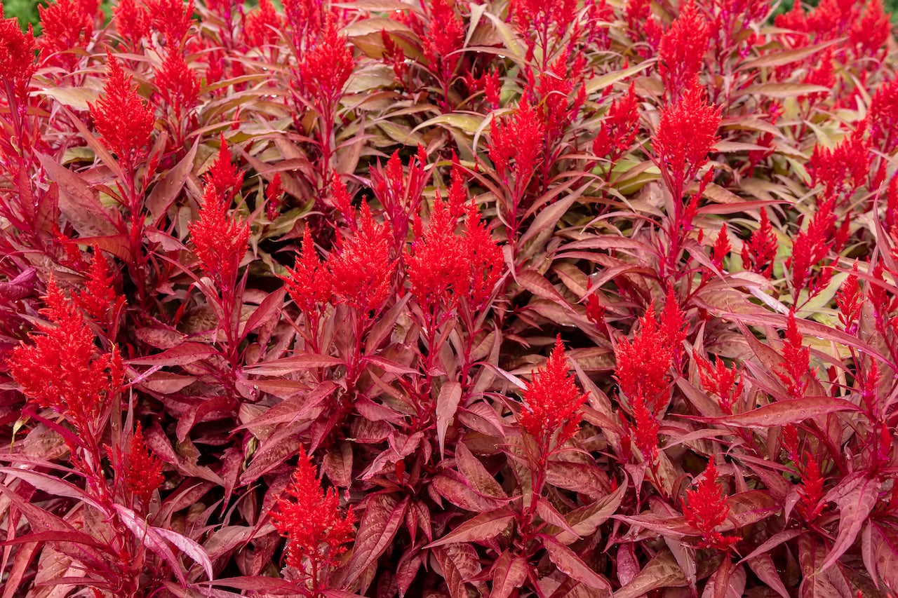 Celosia Dragon's Breath