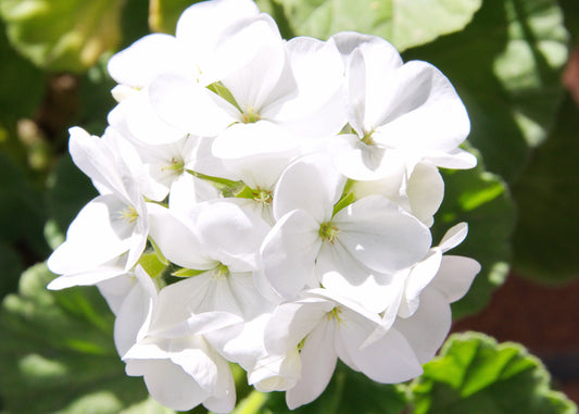 Geranium White