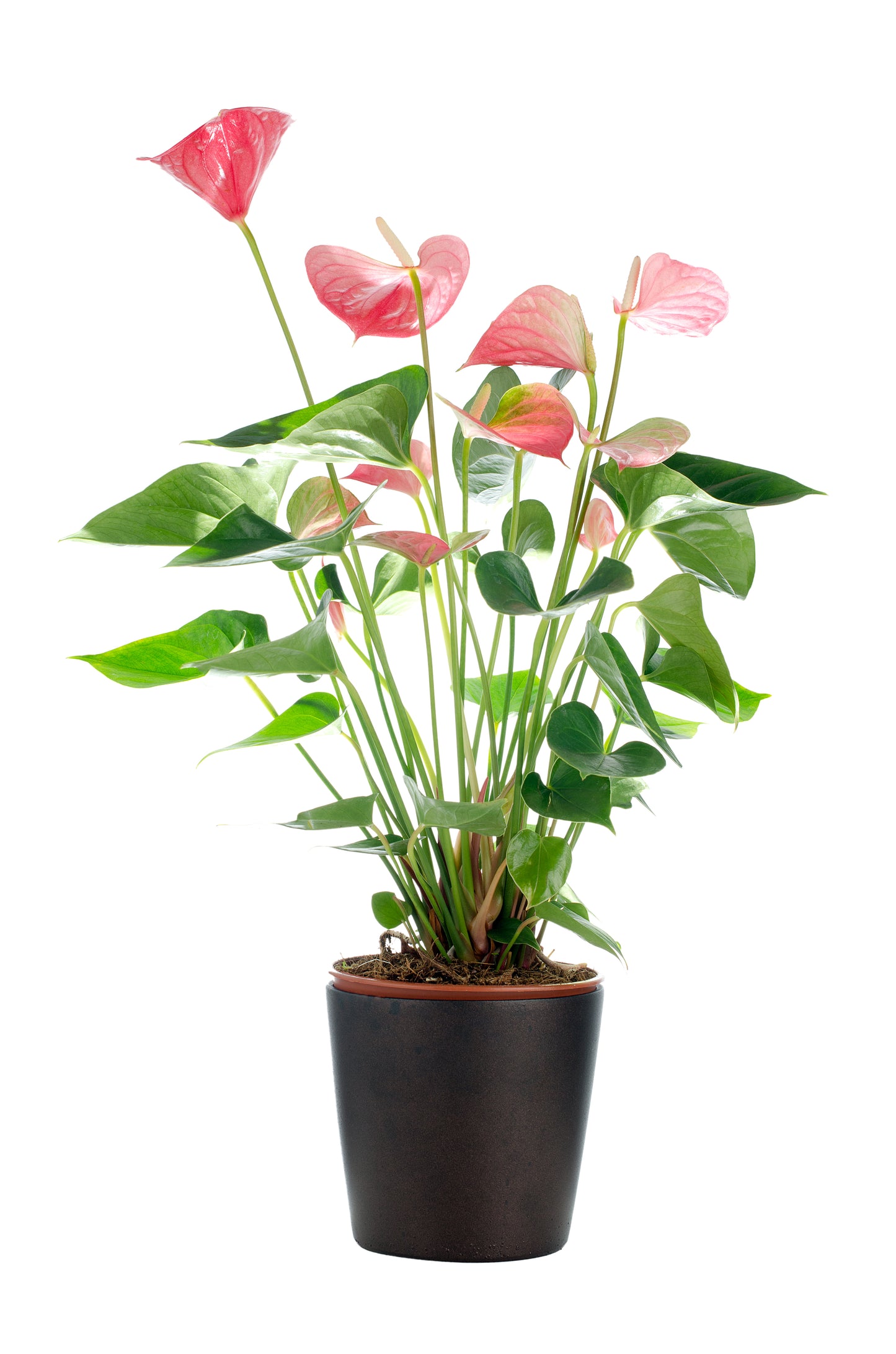 Anthurium