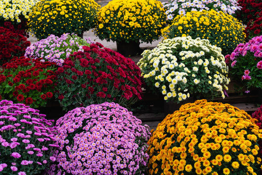 Mum Planter