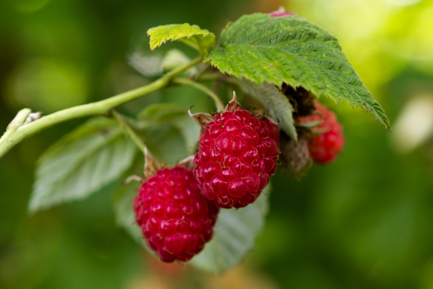 Rubus