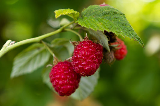 Rubus