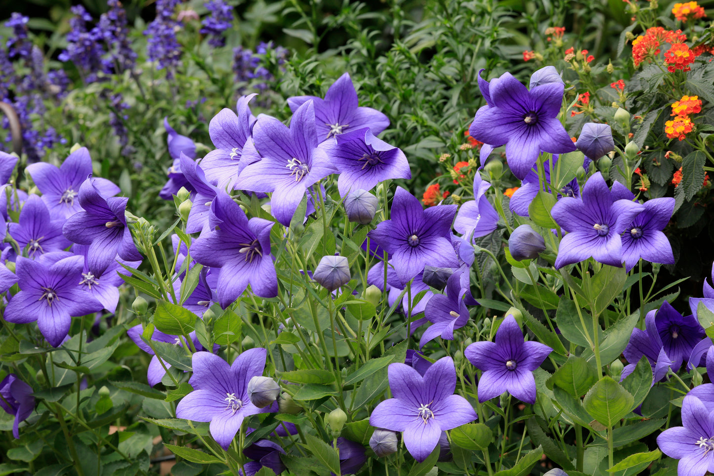 Astra Series Blue Balloon Flower